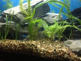 My Electric Blue Rams