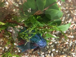 Betta Fish is sick... don't know what he has