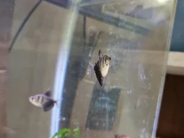 parasites? what is it? what should i do?