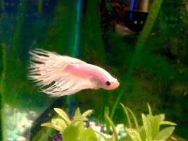 Tank Pictures I've Managed To Accumulate