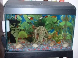 my tank