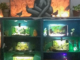 Welcome to The Fish Kitchen!