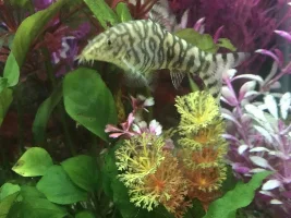 How to indenting yo-yo loaches gender