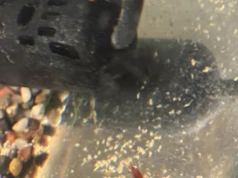 Do you have Cherry Shrimp?