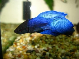 Trying Out New Camera, Neons And Betta :d