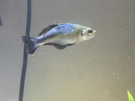 Rainbow fish curved back