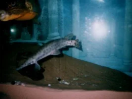 Clare' Fishies - Part II
