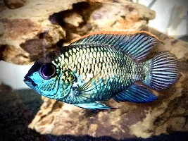 Electric Blue acara