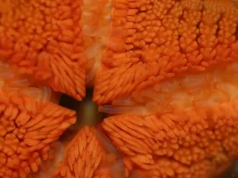 Starfish