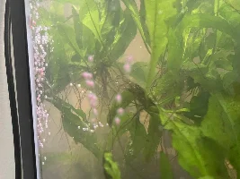 Type of eggs?