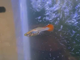 Red spots on guppy