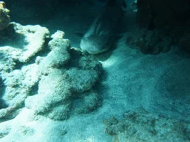 Awesome shark pictures