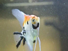 Rio 300 Angel Tank