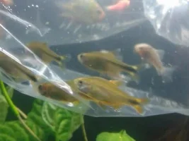 A 60Litre Named.. Aquapit..