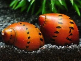 Snails