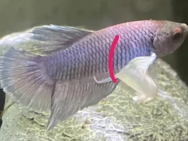 Male or female?
