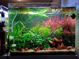 My way of breeding ram cichlids