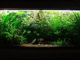 Updated Planted Pictures