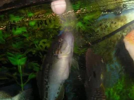 Geophagus surinamensis