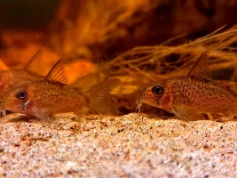 Rio Orinoco Biotope (H. Osteocarus, P. Simulans)