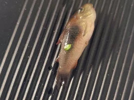 Postmortem for dwarf cory