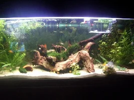 Your Tank Shot Please!