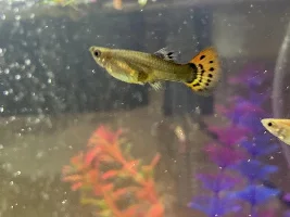Pregnant guppy