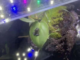 10g Badis and Firefrog Palace