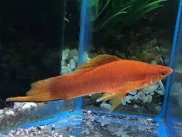 My new swordtail