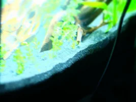 Re-starting 15 gallon, 1st time with sand