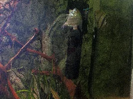 My Angelfish likes to swim upside down!...Healthy too.