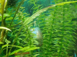 Tank Update