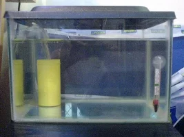 Krib Fry And Their New Tank.