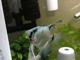 Angelfish eggs question