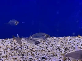 Some neat fish at my LFS