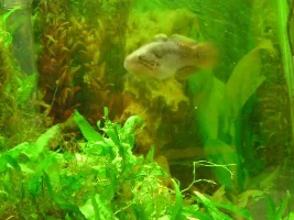 My fish/Bed room