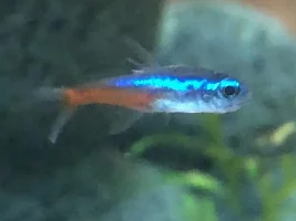 Sick Neon Tetra! I’m a beginner and I need advice