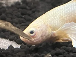 Betta has popeye and possibly a different disease?