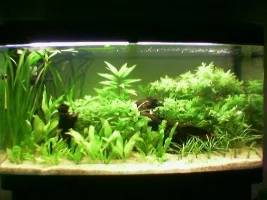 MY PLANTED 55 GALLON "UPDATE"