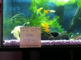 November 2014 - Fish Of The Month Competition Entries