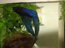 Betta Mistreated, I've Taken It In. Attempting Rehab. Help?
