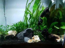 15G Fluval Flex PUFFERS!