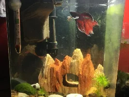 A new look, for the 2.5 gal.!