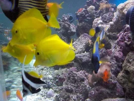 My Tank