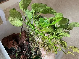 Check out the size of this anubias!