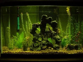 29 Gallon Tank Pics