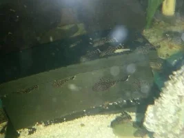 Baby Bristlenose For Sale