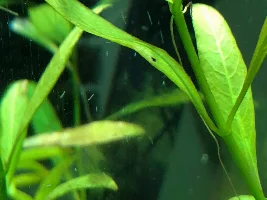 Worms in my shrimp tank!