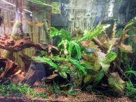 Red tiger lotus, trim or no.