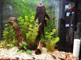 keeping the common pleco in a smaller tank